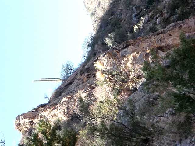 Saguaro  sentinal at Sabino Canyon